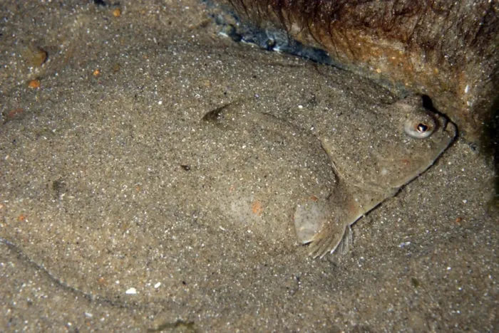 Framed Print : Plaice - covering itself with sand as camouflage