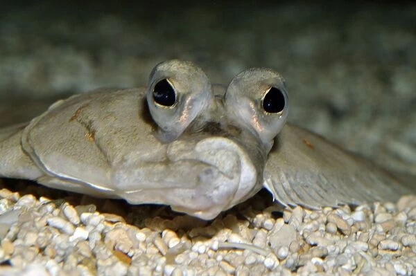 Plaice, European coasts, North Atlantic and North Sea. Fish lies on its left side, with left eye migrating to the upper surface during metamorphosis