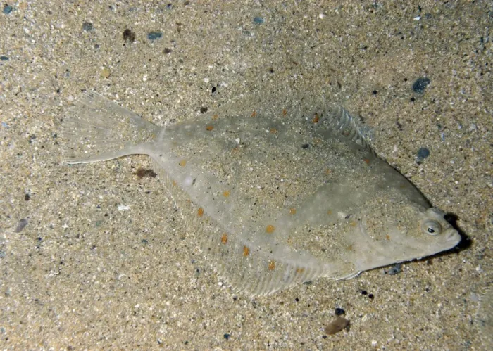 Framed Print : Plaice- North Atlantic, North Sea, western Mediterranean. Lives on sea bed, lying on its right side. Important food fish Framed Print : Plaice- North Atlantic, North Sea, western Mediterranean. Lives on sea bed, lying on its right side. Important food fish