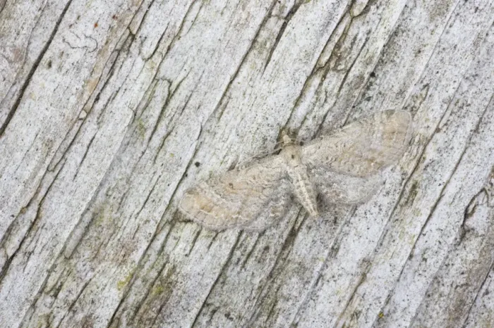 Framed Print : Plain Pug Moth - Essex, UK IN000703 Framed Print : Plain Pug Moth - Essex, UK IN000703