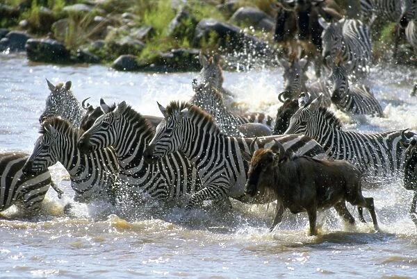 Plaine Zebra - Maasai-Mara - Kenya