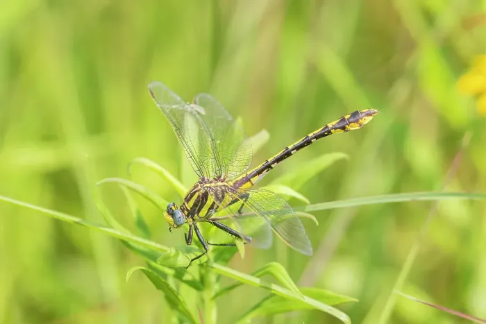 Framed Print : Plains Clubtail (Gomphus externus) Lawrence County, Illinois. Date: 20-06-2020 Framed Print : Plains Clubtail (Gomphus externus) Lawrence County, Illinois. Date: 20-06-2020