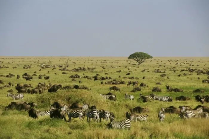 Framed Print : Plains / Common / Burchell's Zebra and Wildebeast Serengeti Plains, Tanzania, Africa. 3MB816 Framed Print : Plains / Common / Burchell's Zebra and Wildebeast Serengeti Plains, Tanzania, Africa. 3MB816