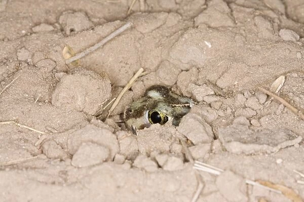 Plains Spadefoot Toad - series of images showing the toad turning and digging down into the sand using his spade like foot. Sequence 8 of 9. South Texas in March