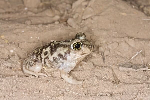 Plains Spadefoot Toad - series of images showing the toad turning and digging down into the sand using his spade like foot. Sequence 1 of 9 South Texas in March