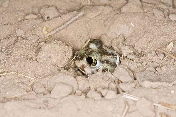 Plains Spadefoot Toad - series of images showing the toad turning and digging down into the sand using his spade like foot. Sequence 7 of 9 South Texas in March