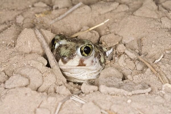 Plains Spadefoot Toad, Spea bombifrons. Series of images showing the toad turning and digging down into the sand using his spade like foot. Sequence 5 of 9 South Texas in March