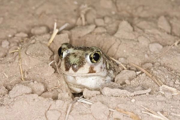 Plains Spadefoot Toad, Spea bombifrons. Series of images showing the toad turning and digging down into the sand using his spade like foot. Sequence 3 of 9 South Texas in March