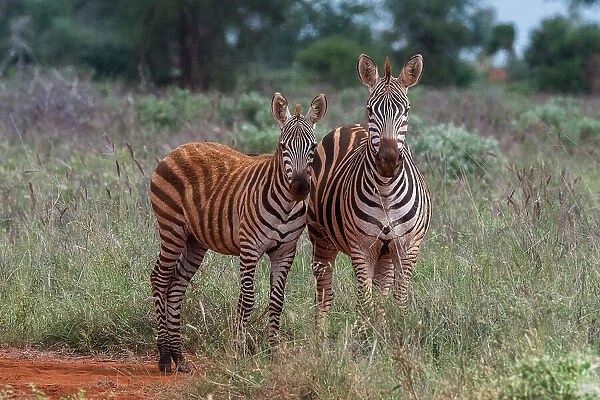 Plains zebra (Equus quagga) and calf, Tsavo, Kenya. Date: 04-12-2018