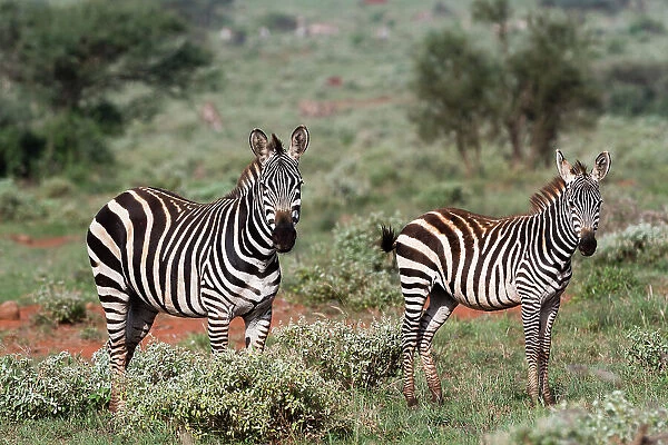 Plains zebra, Equus quagga, Tsavo, Kenya. Date: 13-12-2017