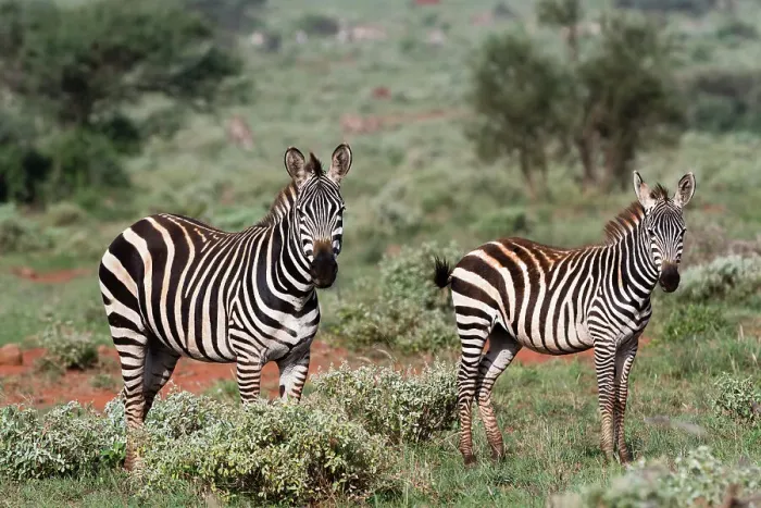Framed Print : Plains zebra, Equus quagga, Tsavo, Kenya. Date: 13-12-2017 Framed Print : Plains zebra, Equus quagga, Tsavo, Kenya. Date: 13-12-2017
