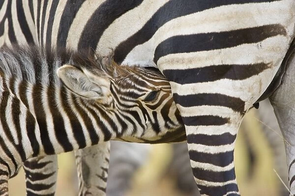 Plains Zebra - feeding - Maasai Mara Triangle - Kenya