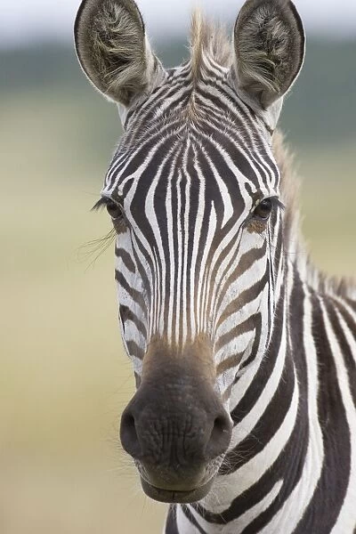 Plains Zebra - Maasai Mara Triangle - Kenya