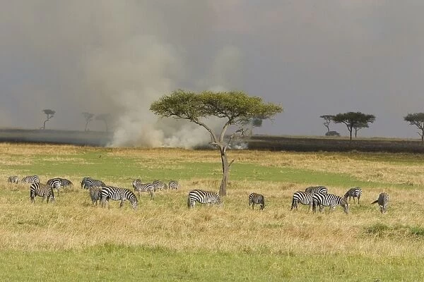 Plains Zebra - near grass fire - Maasai Mara Triangle - Kenya