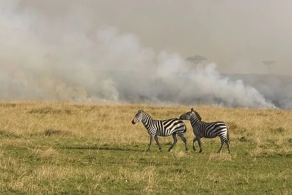 Plains Zebra - near grass fire - Maasai Mara Triangle - Kenya