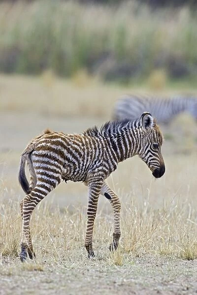 Plains Zebra - newborn foal (less than 3 days old) - Maasai Mara Triangle - Kenya
