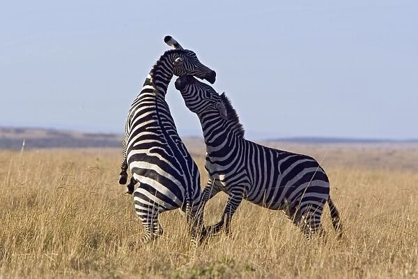 Plains Zebra - stallions fighting - Maasai Mara Triangle - Kenya