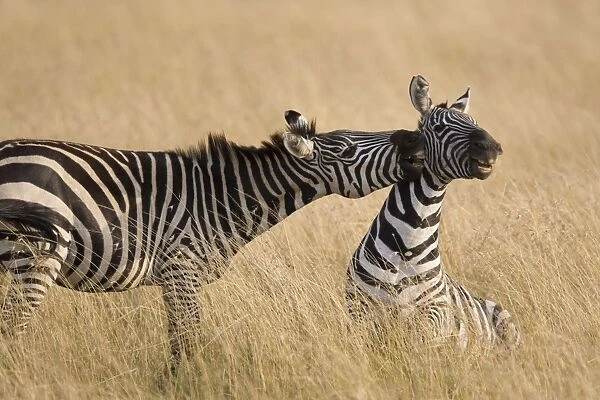 Plains Zebra - stallions fighting - Masai Mara Reserve - Kenya