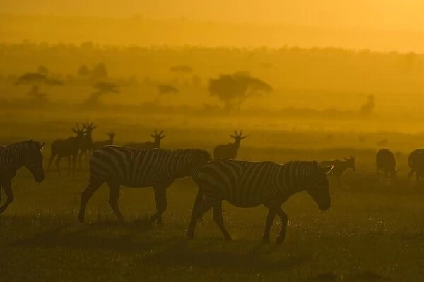 Plains Zebra - at Sunset - Maasai Mara Triangle - Kenya