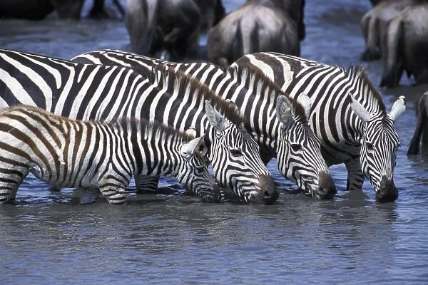 Plains Zebra - young foal and adults drinking at waterhole - Ngorongoro Conservation Area - Tanzania