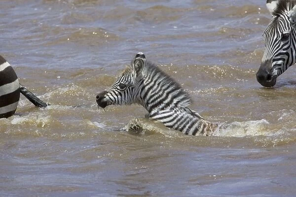 Plains Zebra - young foal (approx 3 weeks old) crossing the Mara River - Maasai Mara Reserve - Kenya