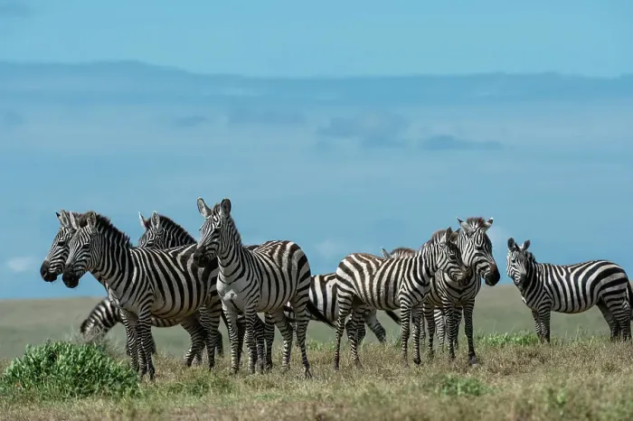 Framed Print : Plains zebras (Equus quagga), Ndutu, Ngorongoro Conservation Area, Serengeti, Tanzania. Date: 17-02-2019 Framed Print : Plains zebras (Equus quagga), Ndutu, Ngorongoro Conservation Area, Serengeti, Tanzania. Date: 17-02-2019