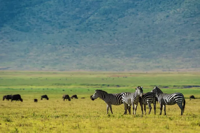 Framed Print : Plains zebras (Equus quagga), Ngorongoro crater, Ngorongoro Conservation Area, Serengeti, Tanzania. Date: 22-02-2018