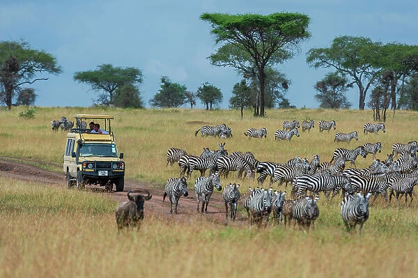 Plains zebras (Equus quagga), Seronera, Serengeti National Park, Tanzania. Date: 24-02-2018