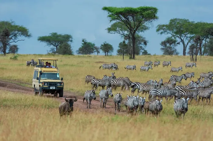 Framed Print : Plains zebras (Equus quagga), Seronera, Serengeti National Park, Tanzania. Date: 24-02-2018 Framed Print : Plains zebras (Equus quagga), Seronera, Serengeti National Park, Tanzania. Date: 24-02-2018