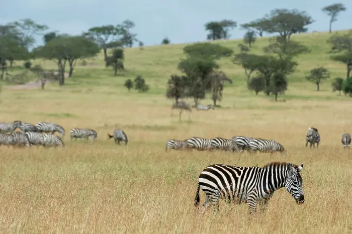 Framed Print : Plains zebras (Equus quagga), Seronera, Serengeti National Park, Tanzania. Date: 24-02-2018 Framed Print : Plains zebras (Equus quagga), Seronera, Serengeti National Park, Tanzania. Date: 24-02-2018