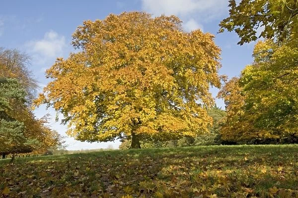 Plane and beech trees - in golden yellow autumn colours. Westonbirt Arboretum Tetbury UK