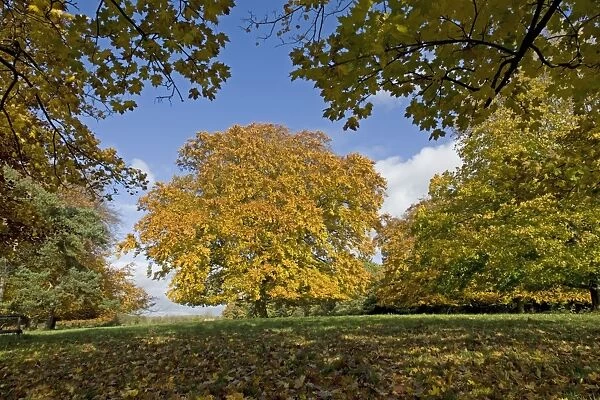 Plane and beech trees - in golden yellow autumn colours. Westonbirt Arboretum Tetbury UK