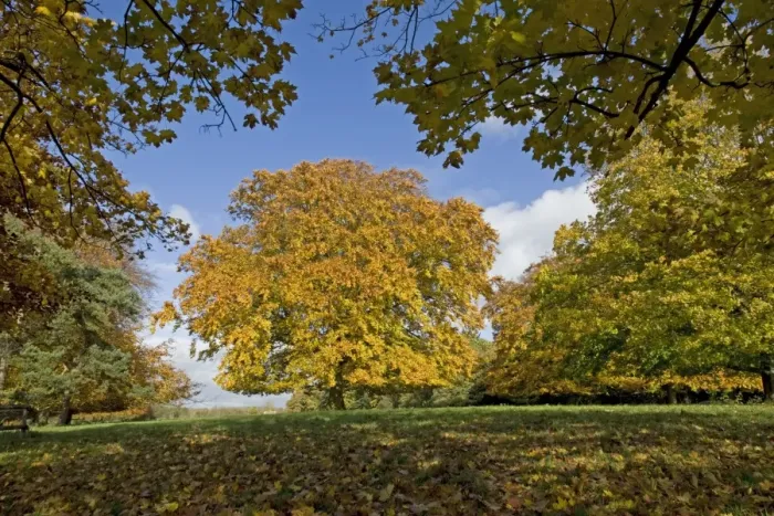 Framed Print : Plane and beech trees - in golden yellow autumn colours. Westonbirt Arboretum Tetbury UK Framed Print : Plane and beech trees - in golden yellow autumn colours. Westonbirt Arboretum Tetbury UK