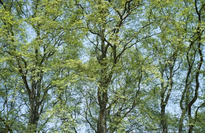 Framed Print : Plane Trees - spring London, UK Framed Print : Plane Trees - spring London, UK