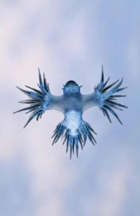 Framed Print : Plankton Sea Slug - Glaucus, spends its life upside-down on the meniscus between water & air. Here it is seen from underneath