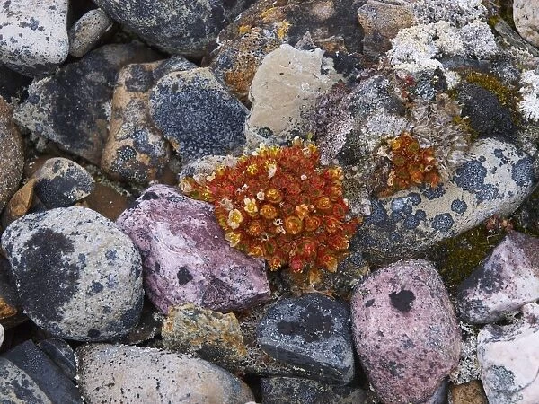 Plant and lichen on stones - Svalbard - Norway
