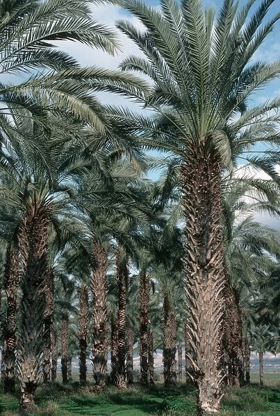 Plantation of date palms in Jordan Valley Israel