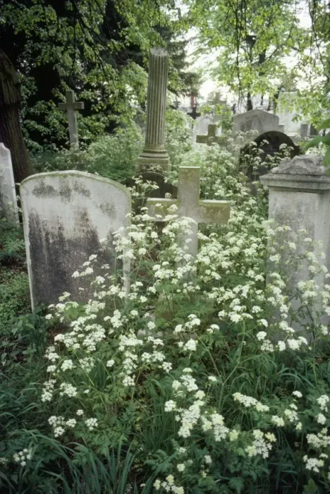 Framed Print : Plants - in cemetry London, UK Framed Print : Plants - in cemetry London, UK
