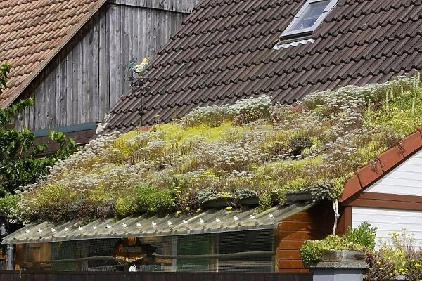 Plants - being grown on roof of house