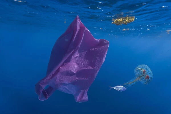 Plastic bag and a Mauve Stinger, Pelagia noctiluca