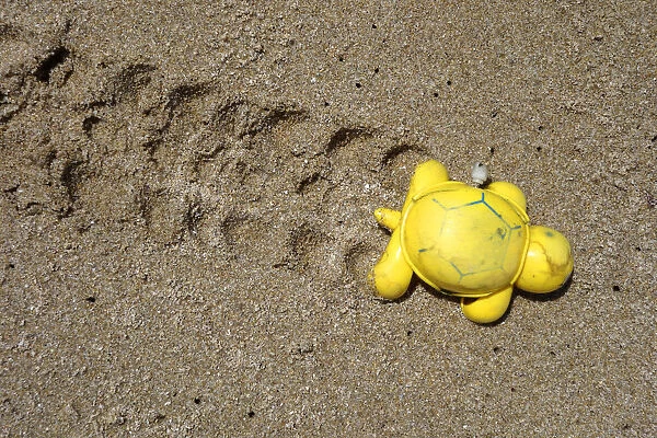 Plastic turtle thrown by the sea in a beach. Concept
