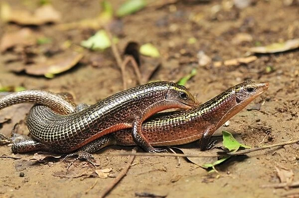 Plated Lizard - mating - Ankarana National Park - Northern Madagascar