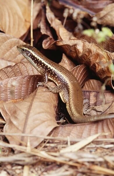 Platid Lizard - endemic Nosy Mangabe, Madagascar
