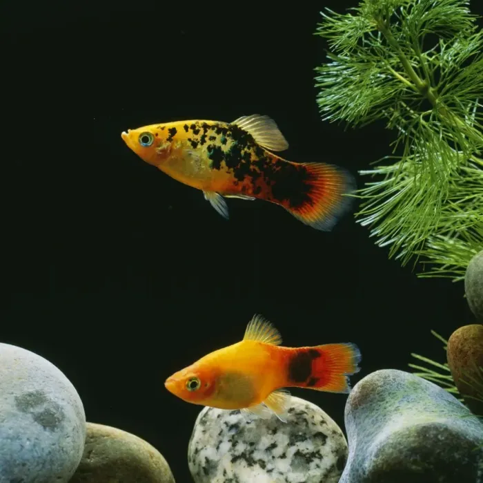 Framed Print : Platy Fish - pair Framed Print : Platy Fish - pair