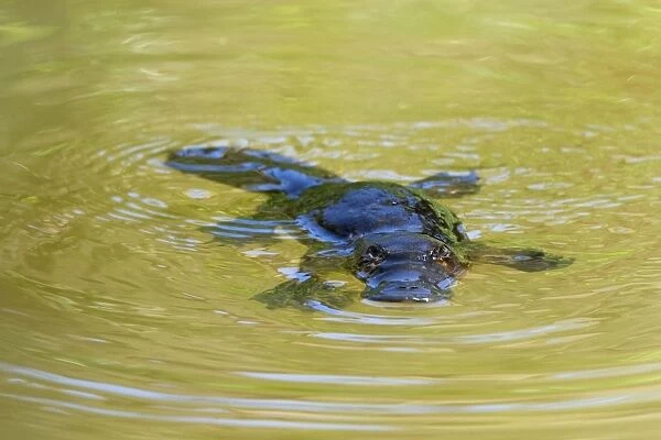 Platypus - adult floating on the surface of a river grinding up food which was collected from the ground - Yungaburra, Atherton Tablelands, Queensland, Australia