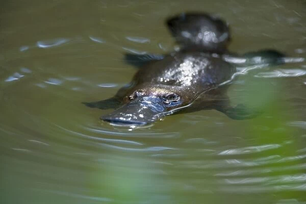 Platypus - adult floating on the surface of a river grinding up food which was collected from the ground - Yungaburra, Atherton Tablelands, Queensland, Australia