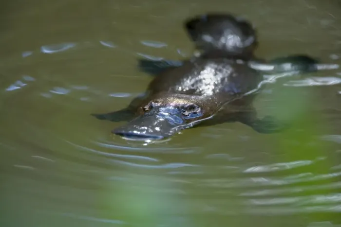 Framed Print : Platypus - adult floating on the surface of a river grinding up food which was collected from the ground - Yungaburra, Atherton Tablelands, Queensland, Australia Framed Print : Platypus - adult floating on the surface of a river grinding up food which was collected from the ground - Yungaburra, Atherton Tablelands, Queensland, Australia