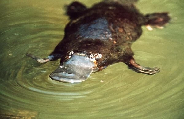 Platypus - swimming - Eastern Australia AU-1690