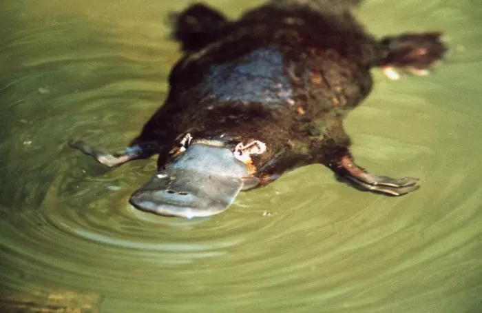 Framed Print : Platypus - swimming - Eastern Australia AU-1690 Framed Print : Platypus - swimming - Eastern Australia AU-1690