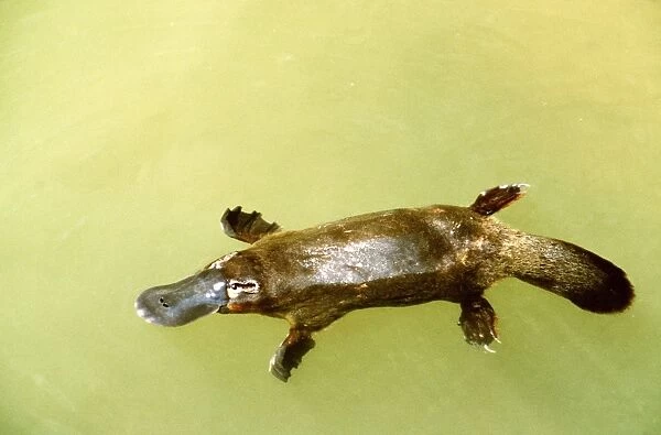Platypus - swimming on surface - Eastern Australia AU-1692